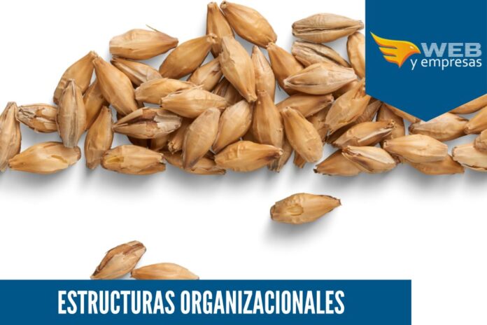 estructura organizacional