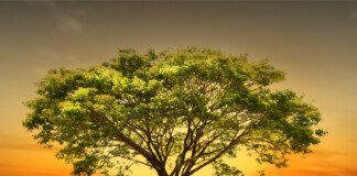 Evolución de la fotografía de stock: qué es y cómo funciona