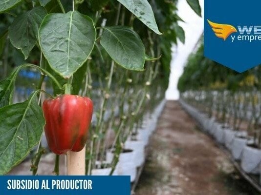 Subsidios al productor; Qué es, Ejemplo y Ejercicio Subsidios al productor